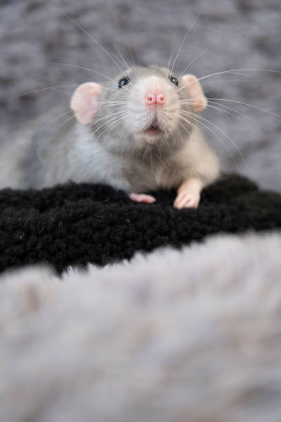 istock little cute rat on gray couch 2176603157