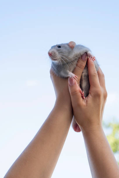 istock Young woman with a pet rat on sky background 2176603335