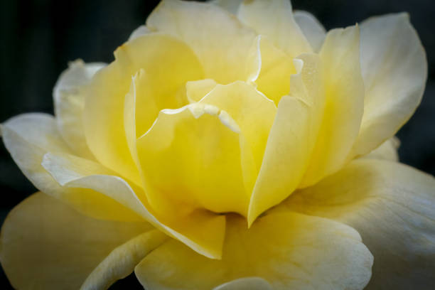 Close-up view of a yellow rose bud with the blurred background. Shallow depth of field.
