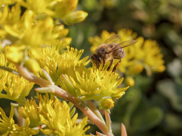 istock Sedum acre Aureum with a bee in the garden. 2176607837
