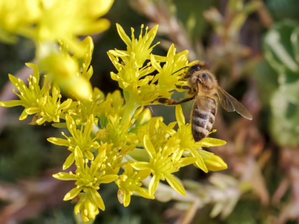 istock Sedum acre Aureum with a bee in the garden. 2176607917
