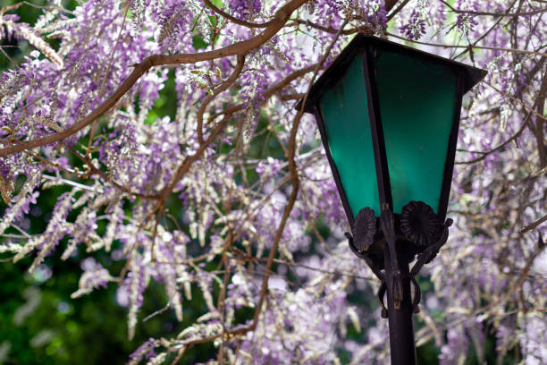 blooming wisteria in spring in the garden