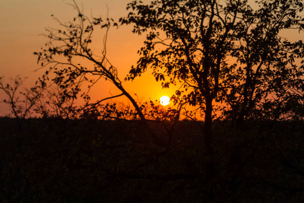 Sunset in the savannah of Kruger Park