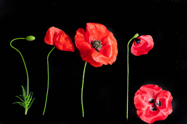 istock All stages of blooming, red poppies 2176610959