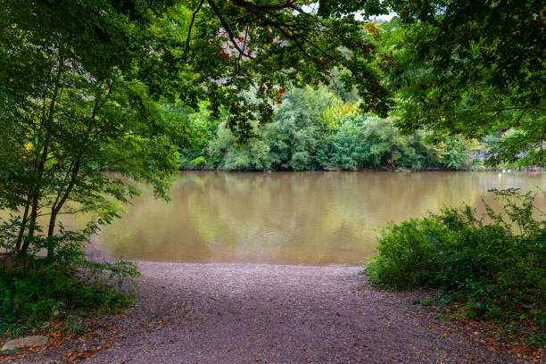 a forest with a river and a path leading to it. The path is covered in leaves and the water is brown
