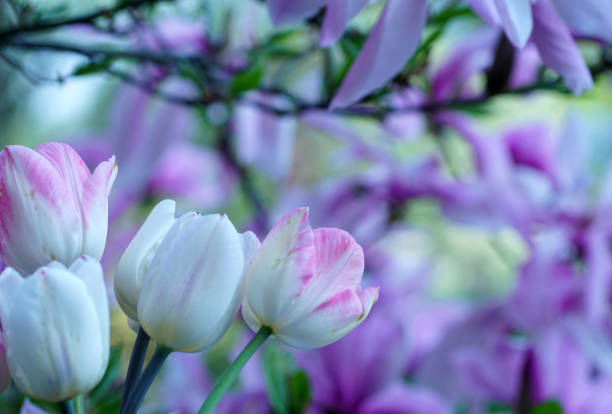 Tulips and Magnolia