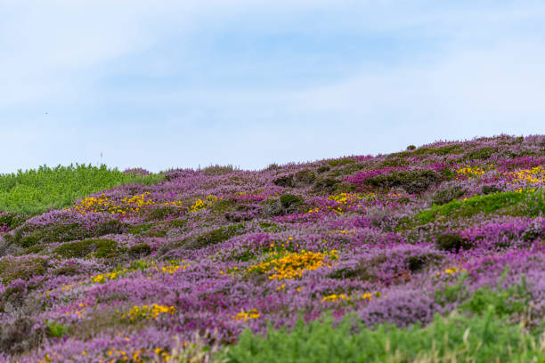 istock Wildflower field of South Stack Holyhead. 2176613534