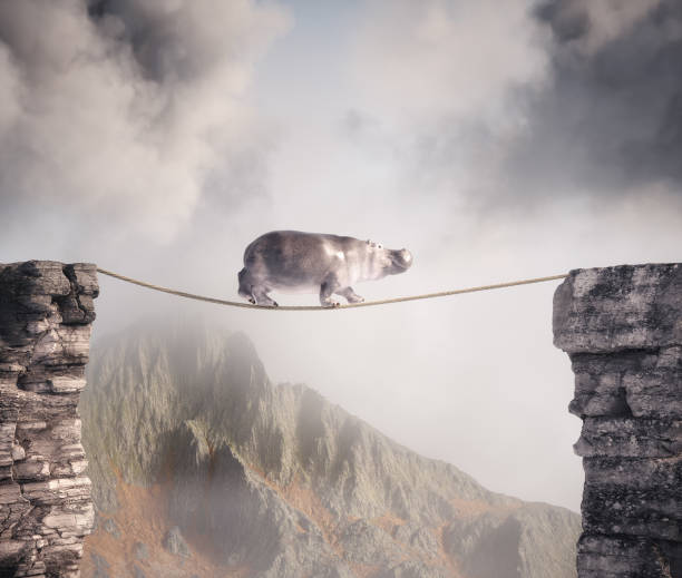 istock Hippopotamus walks on rope above a gap between two mountain peaks. 2176615513