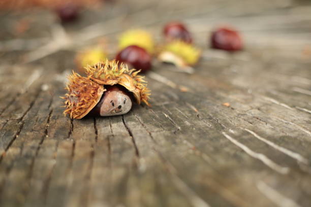 A handmade hedgehog craft created using a chestnut and its spiky shell, with a painted face, resting on a wooden surface. The background is blurred, drawing focus to the charming and creative autumn craft.