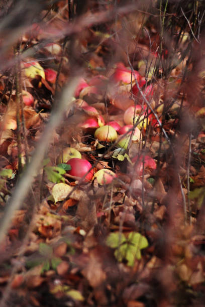 A bunch of fallen apples photographed through some branches