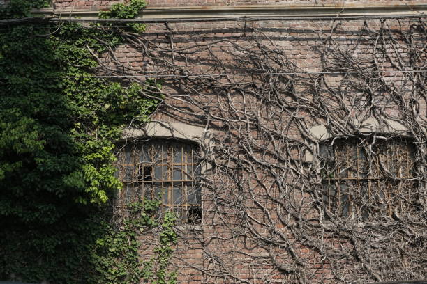 Urban decay. A brick facade of an old abandoned building with dry and green climbing plants. Italy Busto Arsizio, Lombardia, Italy