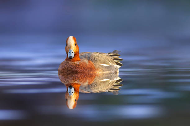 Wildlife nature.