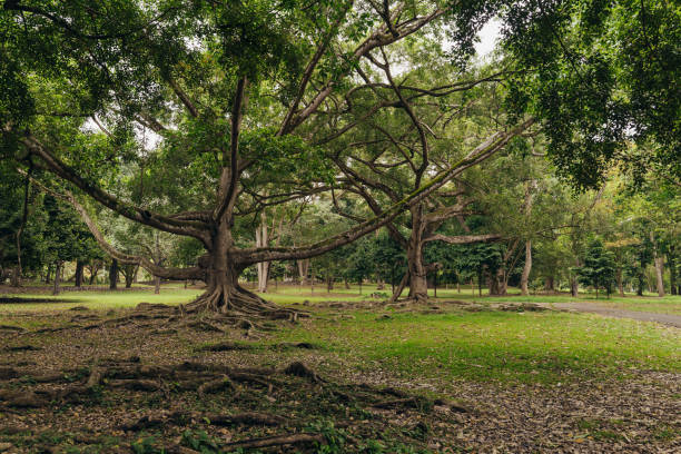 istock A giant tree with spreading branches provides shade in a quiet green park in the afternoon 2176617096