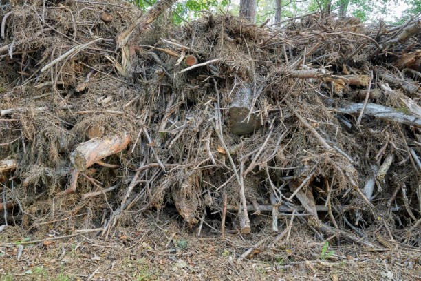 istock Felled trees and bushes in a forest, deforestation process concept. 2176618695