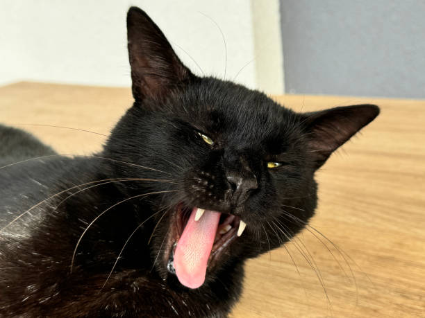 istock Meowing cat stuck out tongue 2176619600