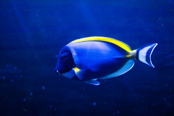 Fish red sea is white breasted surgeon on an aquatic blue background