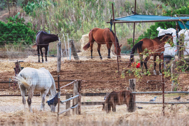 Nature reserve with horses. Group of horses standing together inside a fenced area