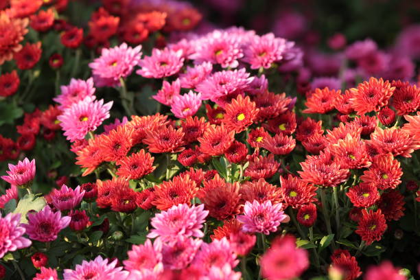 istock Pink and Coral Colored Chrysanthemum Flowers in Sunlight 2176620827