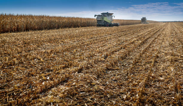 istock harvest time in a corn field, focus on the cut stalks 2176620868