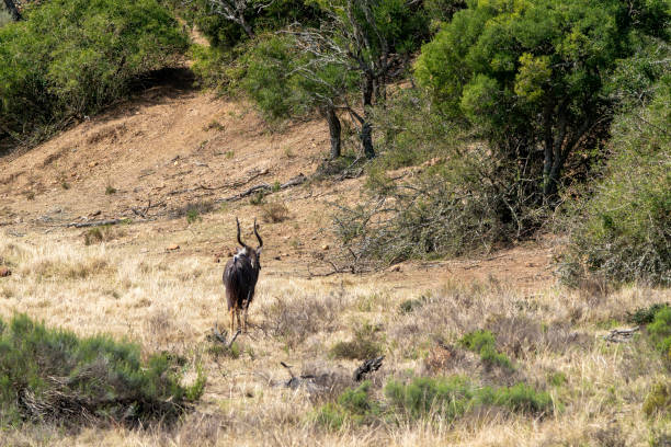 Male Nyala in a South African Game Reserve.