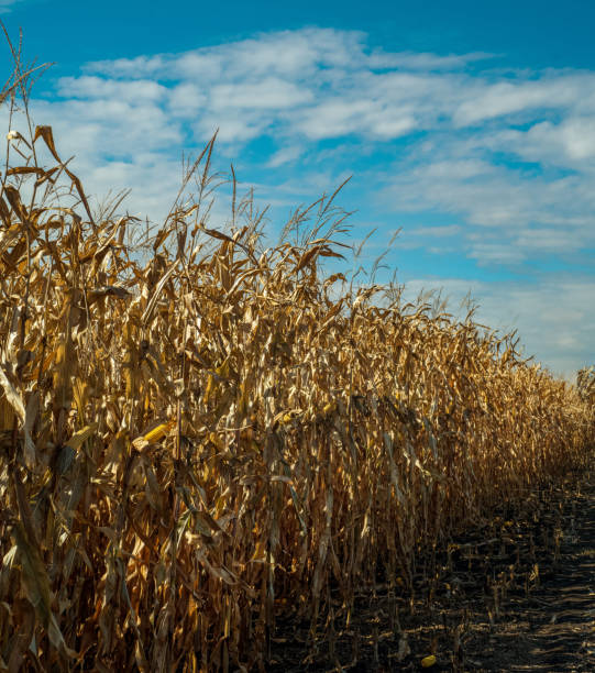 istock corn field at harvest time, dry plants and a beautiful sky with clouds. 2176620935