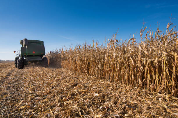 istock harvest time in the corn field, work of the harvester 2176620955