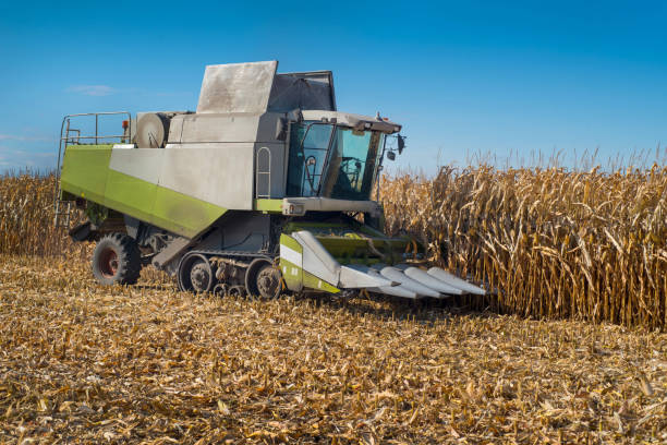 istock harvester harvests in a corn field in autumn 2176620995