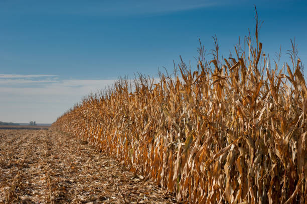 istock field of dry corn plants, leaves, stalks, cobs ready for harvesting 2176621097