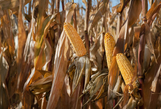 istock golden ears of corn ready for harvest, a dry corn 2176621100