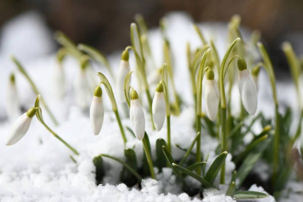 istock Snowdrop flowers. Spring background. Side view. 2176621442