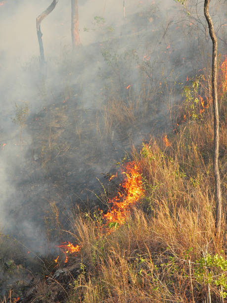 istock Wildfire bushfire burning through dry grass and small shrubs in Australia 2176621717