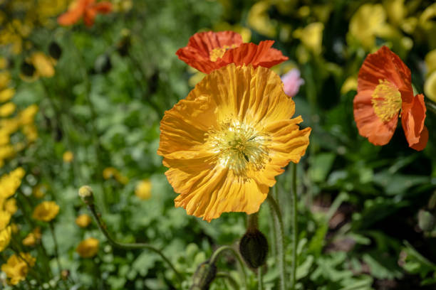 Beautiful orange Iceland Poppy flowers