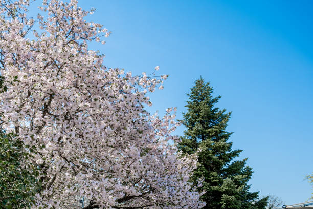 istock Blooming cherry blossom trees in Japan 2176622561
