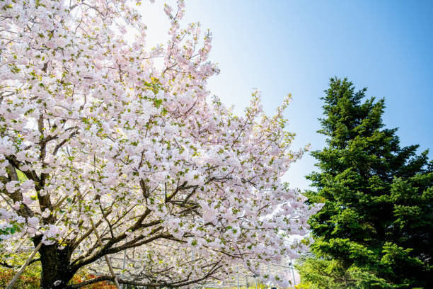 istock Blooming cherry blossom trees in Japan 2176622828