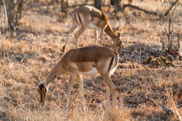 Female Antelope in Kruger National Park