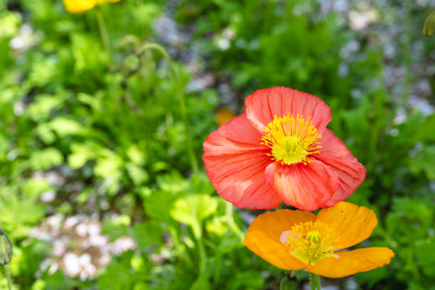 Corn poppy flowers in the garden.