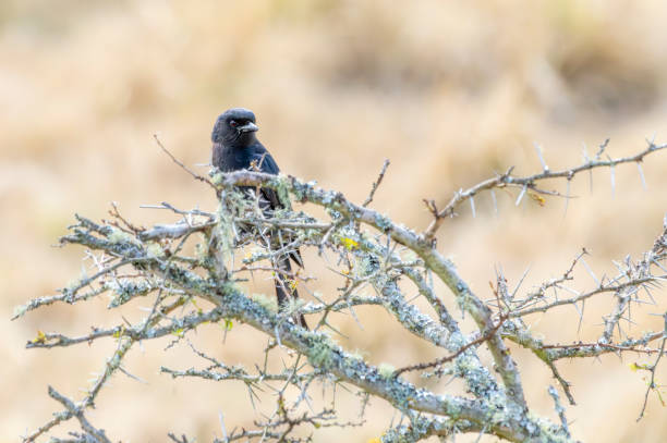 istock Fork tailed drongo (Dicrurus adsimilis) in a South African Game Reserve. 2176625000