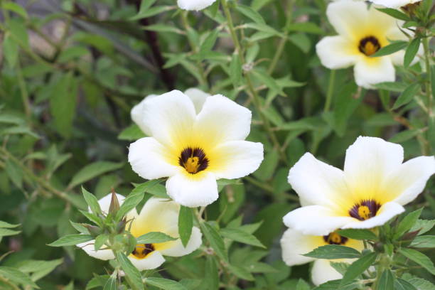 istock The garden's white flowers (Turnera subulata) 2176625417