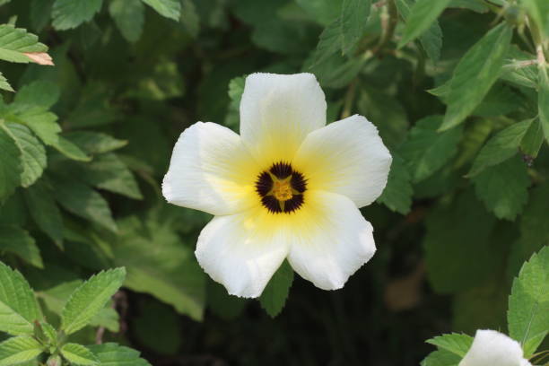 istock The garden's white flowers (Turnera subulata) 2176625423