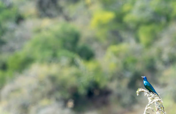 Cape Starling in a South African Game Reserve.