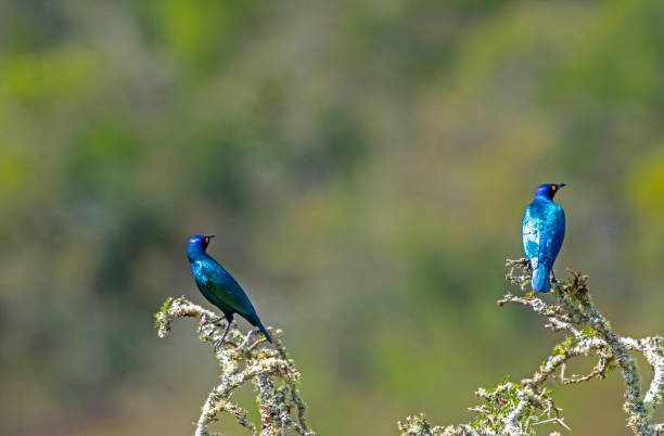Cape Starling in a South African Game Reserve.