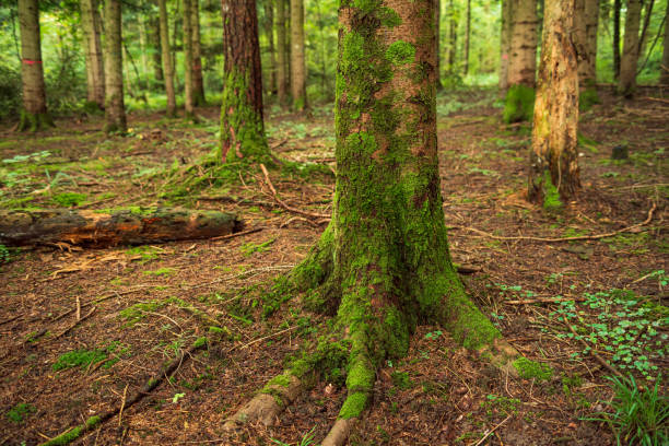 istock Mossy tree trunk and roots in a forest, late cloudy summer, no people 2176625919