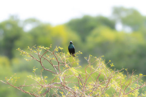 istock Cape Starling in a South African Game Reserve. 2176625997