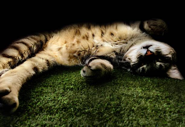 A white and gray cat is resting on a wall outdoors in a public park in daylight.