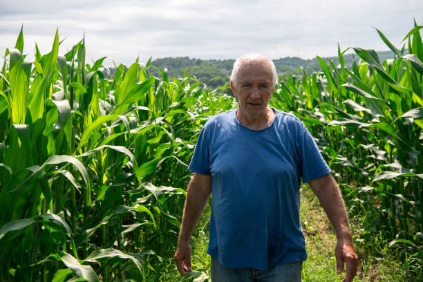 istock Senior Farmer Walking Through His Fields of Corn, Raspberries, and Blueberries. 2176629350