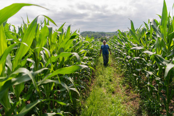 istock Senior Farmer Walking Through His Fields of Corn, Raspberries, and Blueberries. 2176629546
