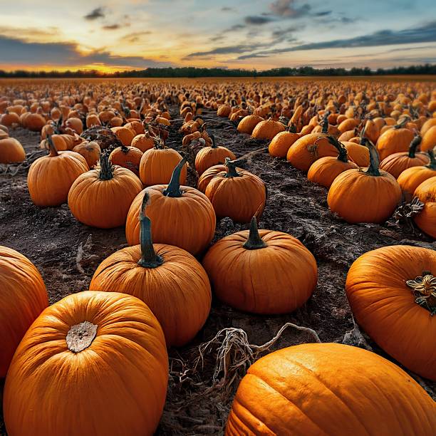 istock Vast Pumpkin Field at Sunset During Autumn Harvest 2176631768