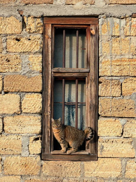 istock Curious Cat at the Window. A Feline Sentinel in a Rustic Setting 2176632047