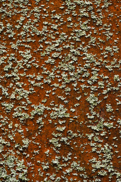 A detailed close-up of tree bark covered with patches of green lichen. The rough texture of the bark contrasts with the soft, leafy appearance of the lichen, creating a natural, organic scene.