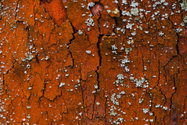 A vibrant close-up of tree bark with a striking orange hue, covered with small patches of lichen. The rough texture and contrasting colors create a dynamic natural scene, emphasizing the tree's surface.